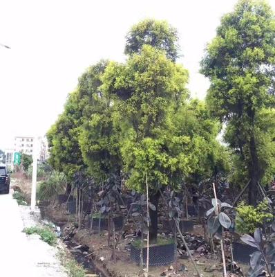 廣州市鑫善園林綠化工程施工 以細節成就卓越，用影像記錄匠心